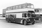 DAU384C, Bedlington Renown by Peter Newman (52k)